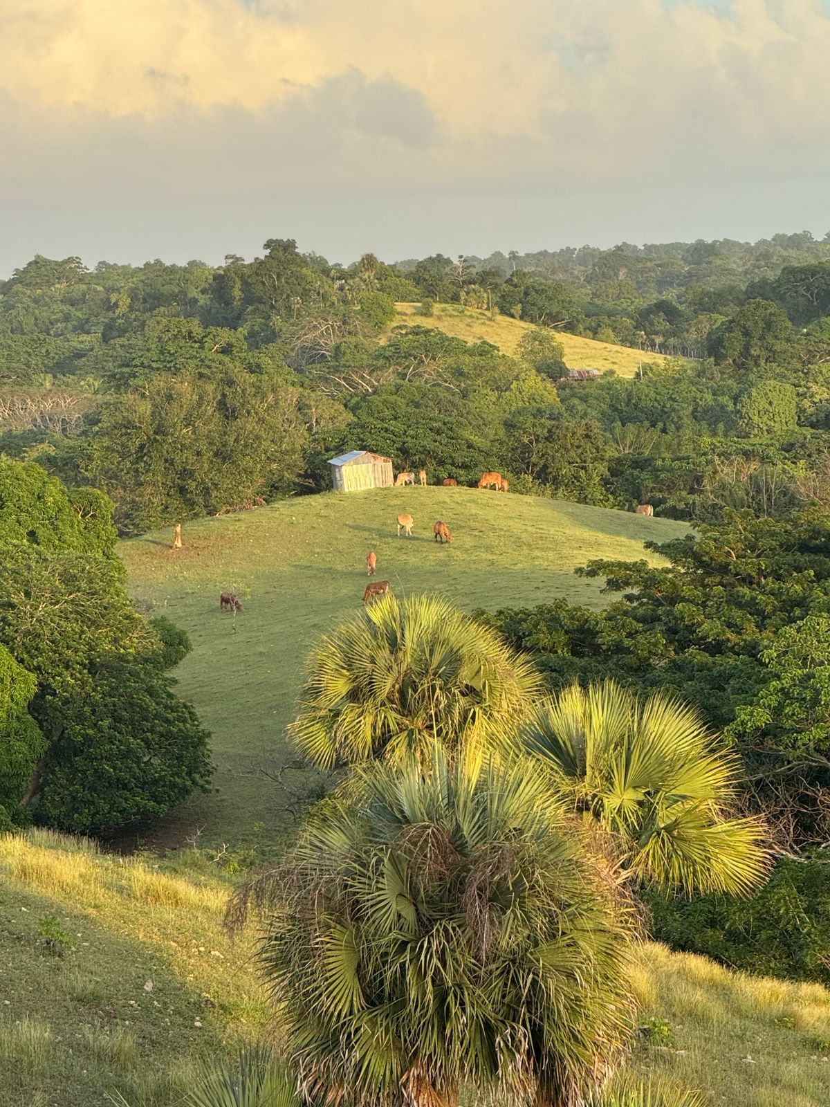 Colinas de la finca con ganado